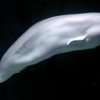Marineland’s Beluga crisis